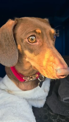 Jo on Instagram: "Happy Hump Day Just for Fun These OG reels always make me smile , so thought I would try create my own with @branstonpicklegizmo audio. Shame the audio was cut short 🔊 Definitely no fighting 🥊🥊 just lots of fun barking 🤣🙉 With Poppy Delilah & Dora 🤣"