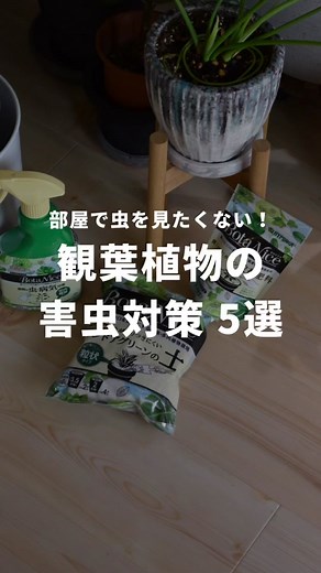 部屋の中で虫を見たくない！観葉植物育て方と虫対策5つの効果的方法