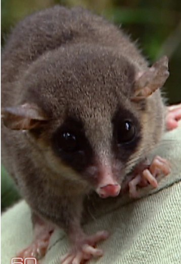 “That’s one of the biggest rats in the world.” #60minutes #indonesia