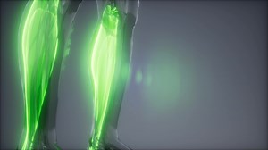 gastrocnemius- Visible muscle anatomy map