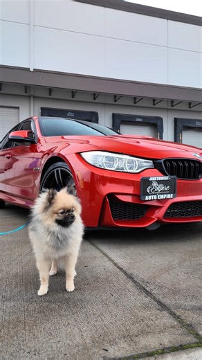 Four doors. Twin turbos. One very good co-pilot. 🐾 The BMW M3—performance approved.
