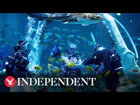 Scuba-diving couple take the plunge with tropical underwater wedding