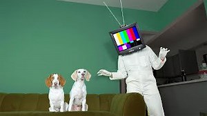Dogs vs TV head prank leads to hilarious discovery
