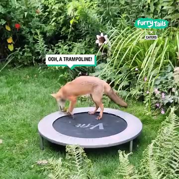 This playful fox discovered some toys while prowling for snacks 🦊🥎 | Furry Tails