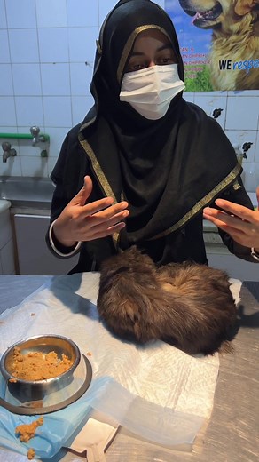 Chubby Meows on TikTok