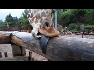Giraffes licking after rainstorm