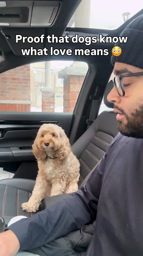 I think she really understands 🥺❤️ #dogs #puppylove #minicockapoo | Luna The Mini Cockapoo