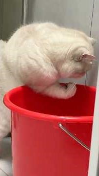 This Cat Is On Steroids 💉