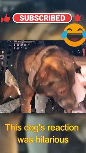 This Police Dog's Discipline Is Incredible! 🐕🚔 | Trial Tactics TV