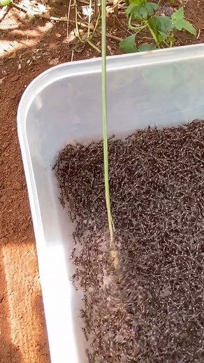 Catching giant crickets in deep hole without using power working 100% #reels | Watts Neary