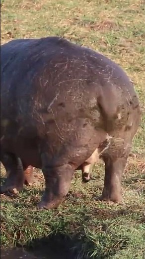 Hippo peeing and pooping #shorts