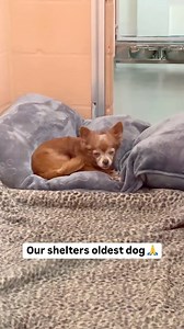 577K views · 24K reactions | We want you to meet our shelter’s oldest...
