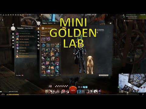 GW2 - Mini Golden Labrador