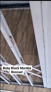 First baby Black Mamba of the season! This was in Reservoir Hills this morning. Now is the time Black Mambas, and many snake species, are hatching. No, mother mamba is not nearby watching her baby. She lays her eggs & leaves them, so when they hatch, they have to fend for themselves. They also disperse upon hatching. As you can see, hatchling mambas aren't tiny. They're around 50cm in length. So if you see a 10-30/40cm black snake, it's not a mamba. African Snakebite Institute mini tongs came in