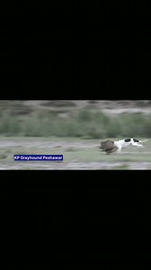 3.8K views · 148 reactions | The Greyhund V's PiG Hunting video | Peshawar KPK Greyhund Tazzi Dogs and sallers | Facebook
