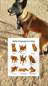 “What Your Dog’s Body Language is REALLY Telling You 🐶” #DogBodyLanguage #DogLovers #DogTips #DogBehavior #PetCare | ideaPop