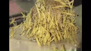 2.9K views · 59 reactions | Here's a Praying Mantis Egg Case in...