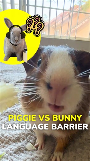 This is how they talk in my head 😭 #guineapig #guineadad #cute #guineapiglife #guineapigs #pets #piggie #pig #guineapigsofinstagram #guineagang #bunny #rabbit #bunnies #lol #smallanimals #adorable #haha #funny #cutie #friends #talk #communicate | GuineaDad