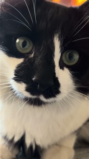 I’m beautiful! #catvideos #cat #cutecat #beautiful #kitten #meow #fyp #foryou #catvideos #catface