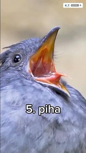 Birds singing sound effect #shorts