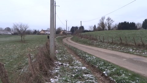 Mini Horses Chase Wild Boar