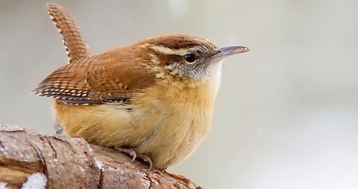 Carolina Wren Similar Species to, All About Birds, Cornell Lab of Ornithology