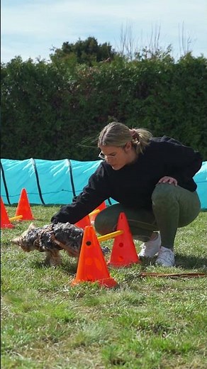 Soul-Dog - Mobile Hundetrainerin mit Herz | Agility Training mit Hund