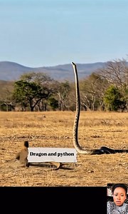 Dragon att@ck a giant python. | Blessing Love