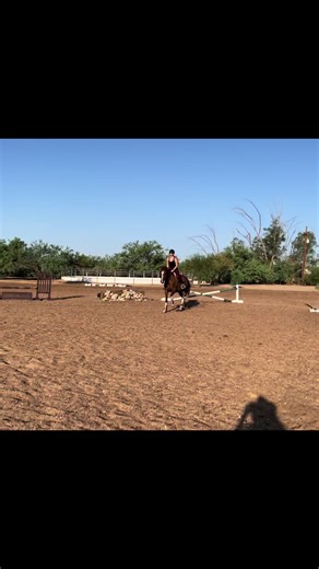 focusing on slow n steady with all the adds today 🫶🏻 • • #fyp #fy #horse #equestrian #hunterjumper