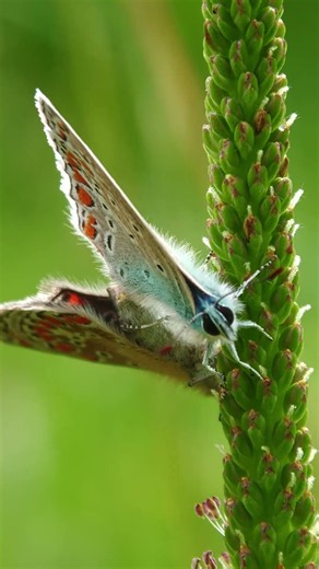 Common Blue Butterflies | A Moment Together
