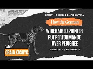 How the German Wirehaired Pointer Put Performance Over Pedigree