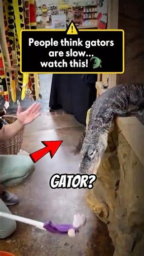 Alligator’s Explosive Speed Caught on Camera! 🐊⚡#shorts