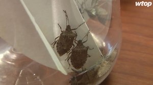 41K views · 150 reactions | Why stink bugs are invading your home and...