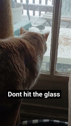 I set up a bird table for the snow storm #birds #motivation #cat #distance