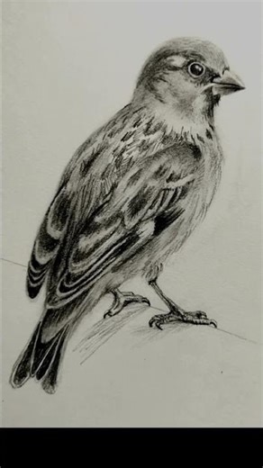 How to Draw a Bird with Shading | Easy Step by Step Sketch #shorts #art #artist