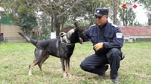 6.2K views · 293 reactions | China's Ministry of Public Security announced on December 18 that it will significantly increase the proportion of the homegrown Kunming dog breed in its canine force. This measure marks an important step in gaining independent control over police dog genetic resources and building a national brand, the ministry said. https://www.cctvplus.com/news/20251219/8458099.shtml#!language=1 | CCTV+ | Facebook