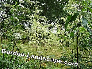 Plants: Astilbe - Plants, Care And Tips - My Beautiful Garden | 2025