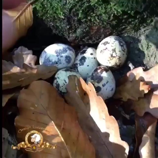 Bon appetit 😂 | Mr.Rowley