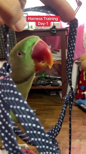 Harness Training for Alexandrine Parrots: Day 1 Insights