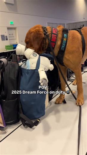 𝐊𝟗 𝐓𝐀𝐍𝐍𝐄𝐑 🧨💣 on Instagram: "Dreamforce pushed us to our limits — long hours, nonstop crowds, crazy environmentals — but my partner crushed it. Couldn’t ask for a better teammate or company to stand beside. #Dreamforce2025 @stratosk9 • • • • • #DetectionDogs #explorepage✨ #fyp #sanfran #femalek9handlers #labrador #bombdog #k9unit #workinglabrador #explorepage #labsofinsta #workingdogsofinstagram #bombdotcom"