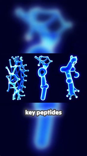 Decoding Peptides: The Specialized Delivery Service of the Body