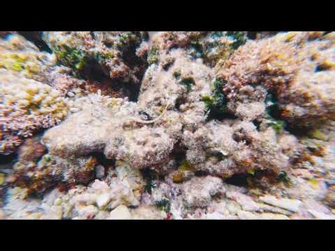 Kwajalein Tide Pool Snorkeling