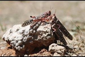 Locust invasion threatens Somali farmers with starvation