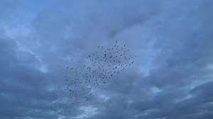 72 reactions · 9 comments | The Ramsgate Port Starling murmuration is an amazing sight - a swooping mass of birds whirling in the sky. | Get Wild | Facebook