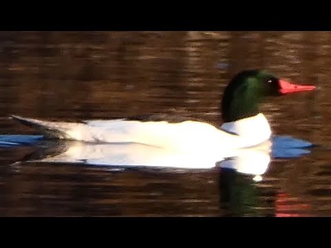 Common merganser duck courtship & call sound, diving