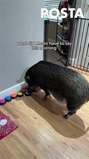 Merlin, the influencer pig who broke a Guinness World Record.
