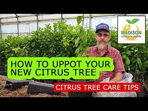How To Uppot Your New Citrus Tree - Madison Citrus Nursery