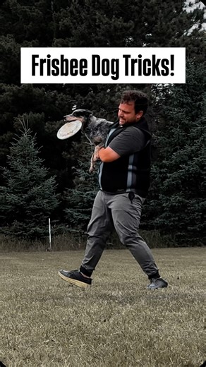 Does your dog like to play frisbee? Do they like doing tricks too? If so they’d probably love playing freestyle disc dog with you!🥏 Our dogs are powered by @nutrisourcepetfoods & Team @herodiscusa 💪🤩 #discdog #frisbeedog #dogtricks #dogsofinstagram #instadog #rescuedog #rescuedogsofìnstagram #rescuedog #rescuecatsofinstagram #cattledog #australiancattledogs #blueheeler #mansbestfriend #dogtraining #dogtrainer #domorewithyourdog #motivation | Fairly Odd Dogs