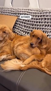 I can confirm it wasn’t a phase 😭💛 I’m convinced Pacha and Bucket were 100% destined to be sisters 🫶🏼 #goldenretriever #gloriousgoldens #puppies #cutegoldens #dogoftheday #animalvideos | goldengirlpacha