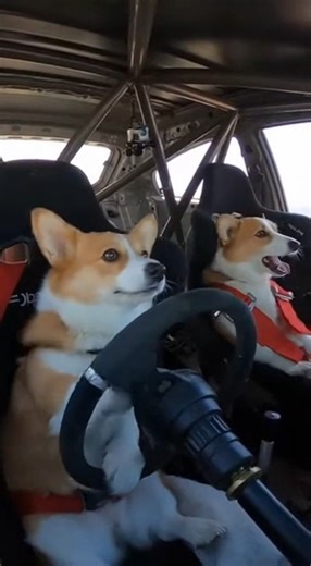 Hold on tight, because these Corgis are taking the fast lane to your heart! 🏎️💨 #fblifestyle #bmw #corgi #rallydog #driftlife #corgilife #speedster #doggo #petreels #adventurepups #racingdog #corgiclub #fastandfurious | I Just Love Corgis